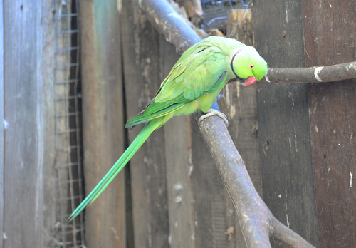 World of Birds Wildlife Sanctuary.